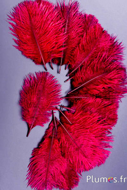 Struisvogel Bellies -8-13 cm - bordeaux